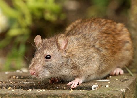 Rat Removal in Poole .